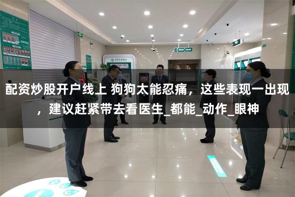 配资炒股开户线上 狗狗太能忍痛，这些表现一出现，建议赶紧带去看医生_都能_动作_眼神